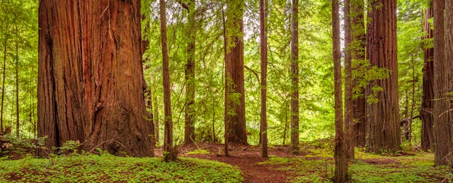 What Makes a School System Successful? Study the Redwoods
