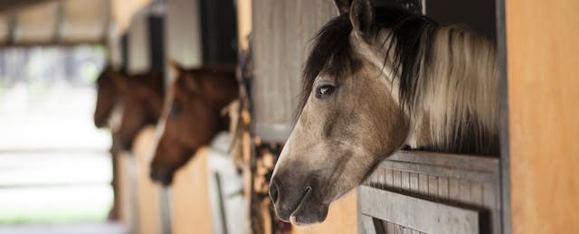 What a Horse With Heartburn Taught Me About Developing Student Passion and Autonomy