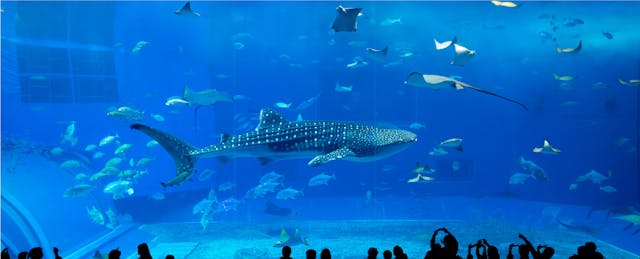 How a Shark Tank Competition Lets Students Create Their Dream Classrooms