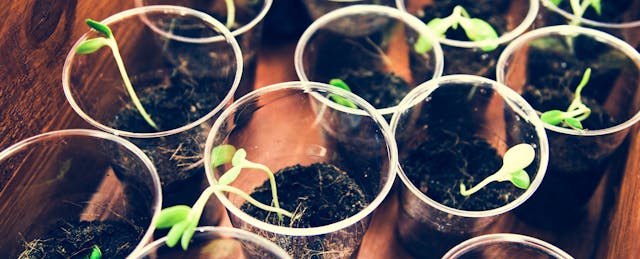 Why Growth Mindset Still Has Some Growing to Do