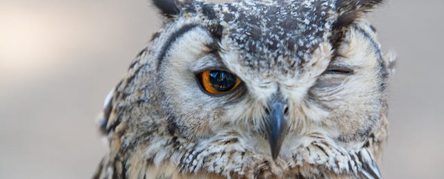 Owl Ventures Just Closed a $315M Edtech Fund. Here’s What It Sees From Its Perch.