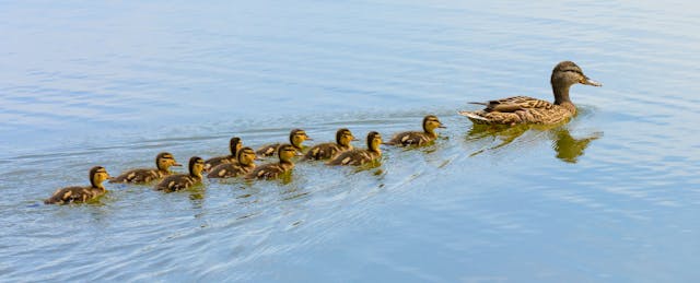 Teaching Strategies Buys ReadyRosie to Reach Parents and Children With Video Lessons