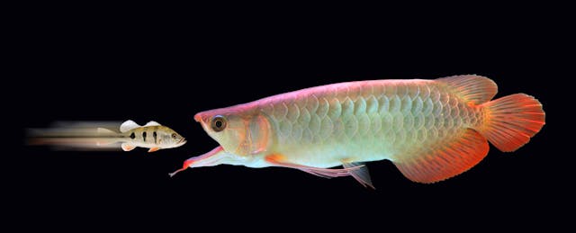 Renaissance Learning Acquires Schoolzilla to Marry Assessment and School Data