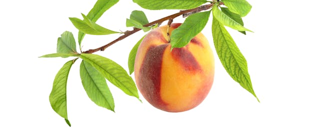 Riipen Raises $3.75 Million to Unite College Students and Employers Via Course Projects