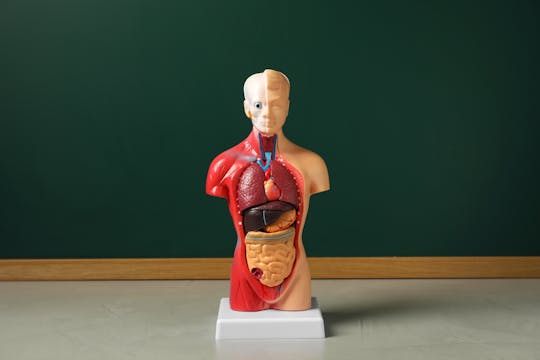 What Schools Tell Us About Our Bodies — and How It Impacts Students