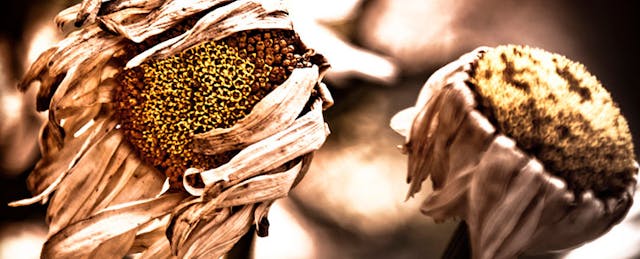 Where inBloom Wilted