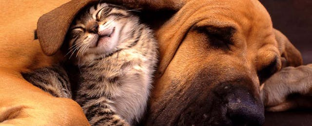 In Edtech Partnerships, Teacher Experience Matters--to an Extent