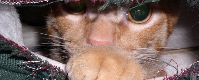 Helping Introverted Students Succeed in the Classroom