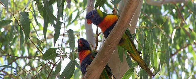 Birds of a Feather Learn Together: 3 Steps to Becoming an Organized Tweeter