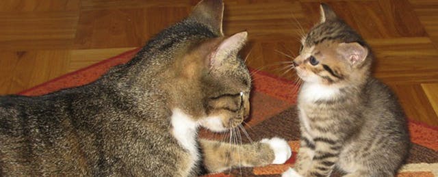 15 Tips for New Teachers From a Technology Facilitator