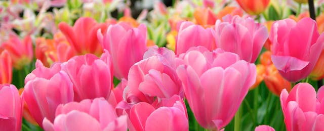 InBloom May Be Dead But the Dream Lives On at Carnegie Mellon