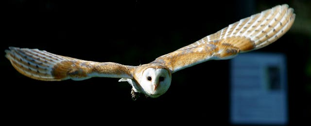 ClassOwl Founders Fly the Coop, Seek New Home for Student App