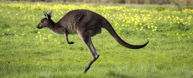 In Australia, Minecraft, Kangaroos, and E-Portfolios