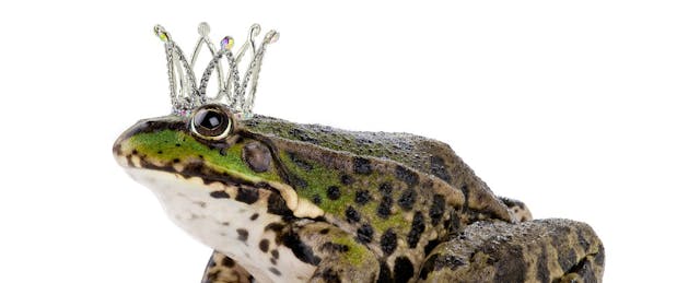 Kissing Frogs: How to Find the Right Courseware for Digital Learning