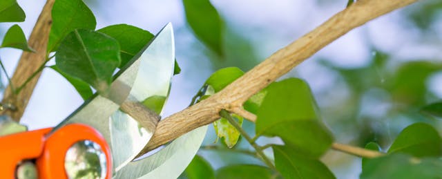 Coding Startup Treehouse Trims Staff to ‘Cross the Chasm to Profitability’