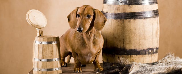 OER: Free Like a Beer, or Free Like a Puppy?