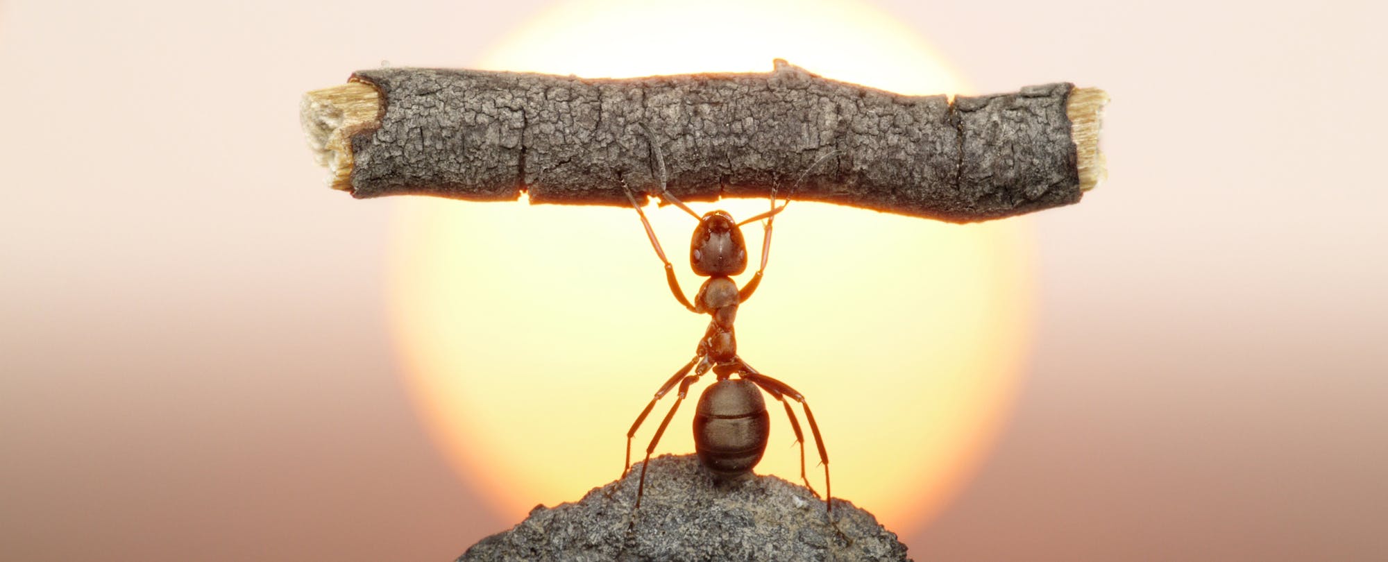The Flip Side of Abysmal MOOC Completion Rates? Discovering the Most Tenacious Learners